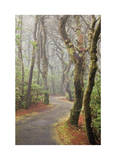 Washburne State Park II Limited Edition by Donald Paulson