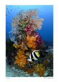 Reef Scenic 7 Edición limitada por Jones-Shimlock