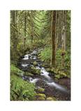 Wine Creek I Limited Edition by Donald Paulson