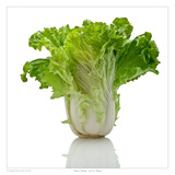 Napa Cabbage Prints by David Wagner