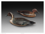 Stevens Pintail Pair Print by Robert Shaw