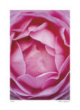 Pink Rose 1 Limited Edition by Stacy Bass