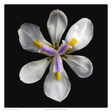 Variegated Cape Iris - Variegata Posters by Richard Reynolds
