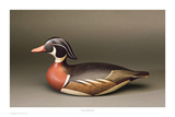 Lincoln Wood Duck Art by Robert Shaw