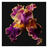 Tall Bearded Iris - Entagled Posters par Richard Reynolds