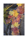 Rogue River Vine Maple Limited Edition by Donald Paulson