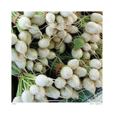 Radishes Limited Edition by Stacy Bass