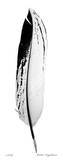 Feather IV Limited Edition by Anthony Tahlier