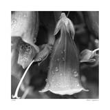Botanical Study 18 Limited Edition by Stacy Bass