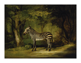 A Zebra Premium Giclee Print by George Stubbs