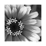 Botanical Study 3 Limited Edition by Stacy Bass
