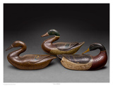 Caines Mallards Prints by Robert Shaw