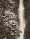 Multnomah Falls Poster by Alan Majchrowicz