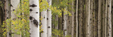 White Forest Standing Posters av Heather Ross White Forest Standing Posters av Heather Ross