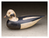 Shourds Long-tailed Duck Prints by Robert Shaw