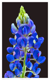 Texas Bluebonnets Prints by Richard Reynolds