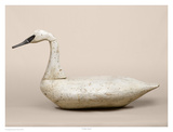 Cockey Swan Posters by Robert Shaw