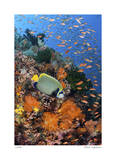 Reef Scenic 8 Edición limitada por Jones-Shimlock