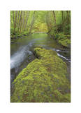 Nestucca River II Limited Edition by Donald Paulson