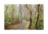 Washburne State Park I Limited Edition by Donald Paulson