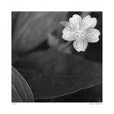 Botanical Study 17 Limited Edition by Stacy Bass