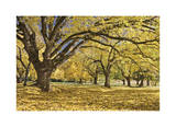 Stewart Park Walnut Trees I Limited Edition by Donald Paulson