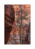 Zion Park Canyon Edition limitée par Donald Paulson