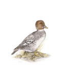 Golden Eye (Female) Premium Giclee Print by C.T.N. Ackland