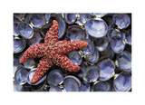 Sea Star and Clam Shells Limited Edition by Donald Paulson
