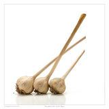 Rocambole Garlic Prints by David Wagner