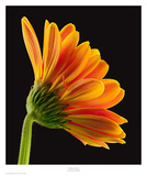 Gerbera Daisy Poster by Richard Reynolds