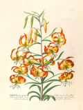 Lilium Premium Giclee Print by Georg Dionysius Ehret