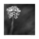 Botanical Study 16 Limited Edition by Stacy Bass