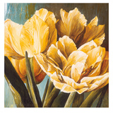 Floral Radiance II Poster par Linda Thompson