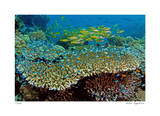Table Coral and Reef Fish Limited Edition by Jones-Shimlock 