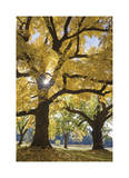 Stewart Park Walnut Trees III Limited Edition by Donald Paulson