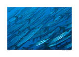 Schooling Barracuda Edición limitada por Jones-Shimlock