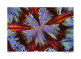 Fire Urchin Limited Edition by Jones-Shimlock 