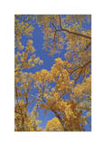 Cottonwoods in Fall Limited Edition by Donald Paulson