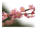 Cherry Blossoms I Limited Edition by Joy Doherty