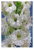 Delphinium Double Innocence Prints by Richard Reynolds