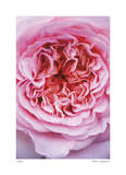 Pink Rose 2 Limited Edition by Stacy Bass