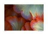 Sea Anemone Limited Edition by Jones-Shimlock 