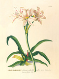 Lilio-Narcissus Premium Giclee Print by Georg Dionysius Ehret