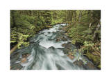 Cascade River North Fork Limited Edition by Donald Paulson