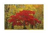 Cascade Mountains Fall Colors Limited Edition by Donald Paulson