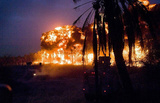 Palm Grove in Iraq (U.S. Detonated Explosions) Art Poster Print Masterprint