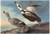 Audubon Labrador Duck Bird Art Poster Print Posters