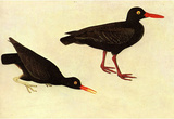 Audubon Black Oystercatcher Bird Art Poster Print Masterprint