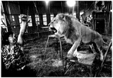 Hoxie Brothers Circus of Miami 1977 Archival Photo Poster Posters